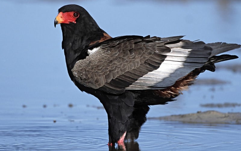 Birding Safaris at &Beyond Phinda Private Game Reserve